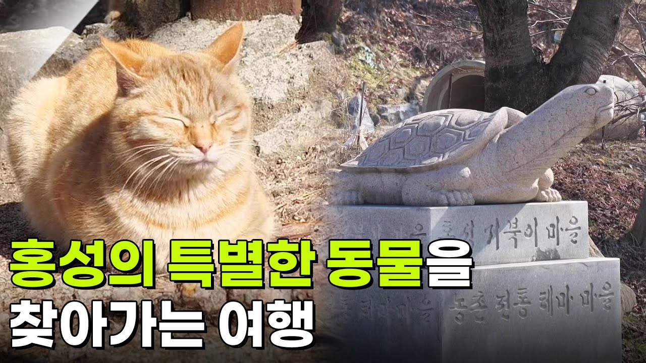 교통카드면 충분해: 홍성의 특별한 동물을 찾아가는 여행 [2TV 생생정보] | KBS 260313 방송