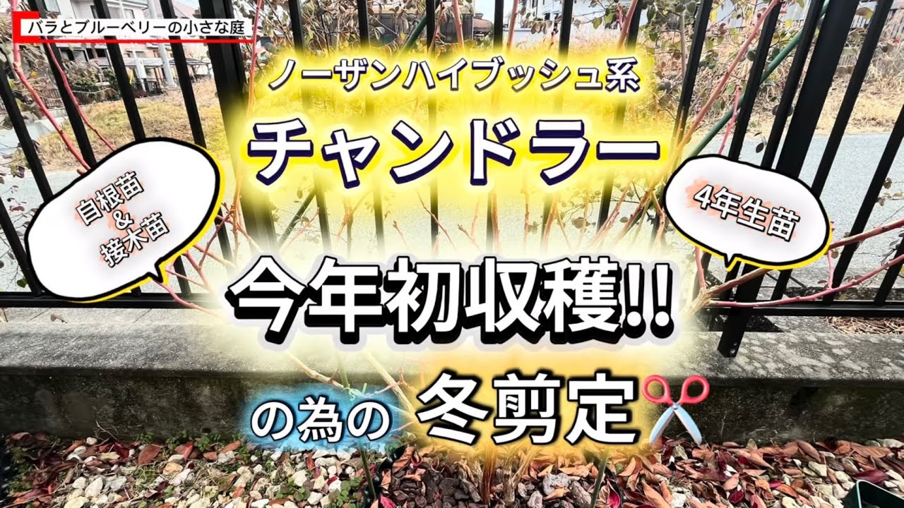 ブルーベリー4年生チャンドラー【自根苗&接木苗】初収穫の為の冬剪定-バラとブルーベリーの小さな庭