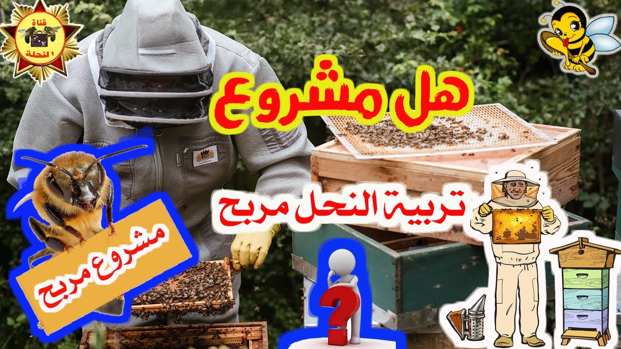 مشروع تربية النحل للمبتدئين/ هل هو مشروع مربح