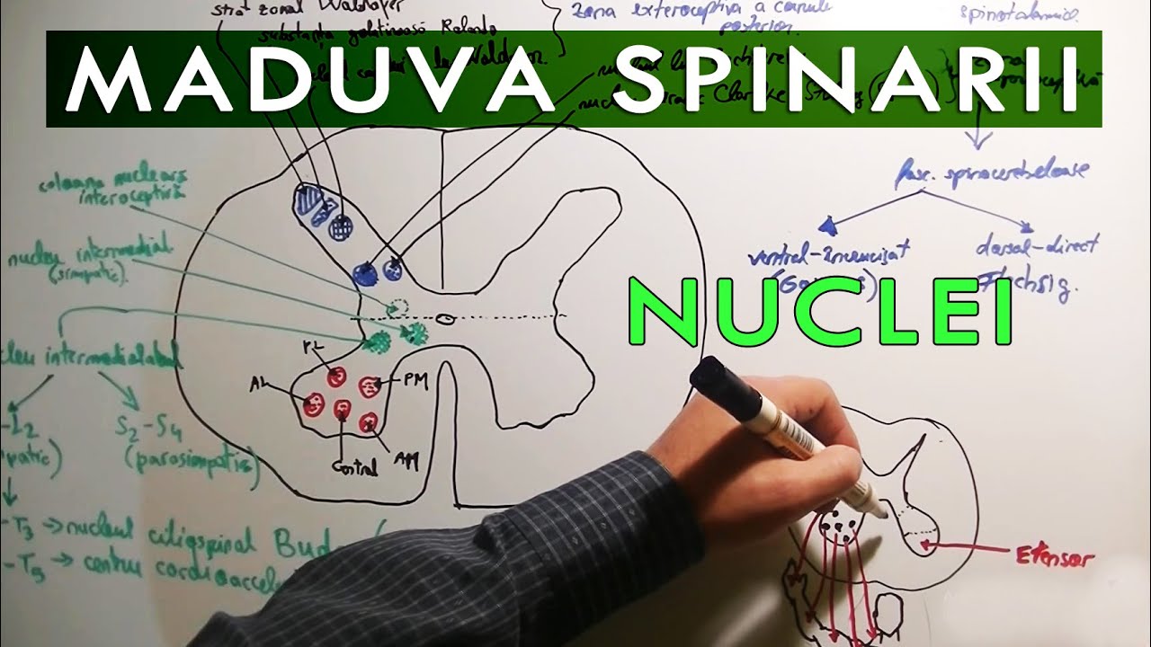 Substanța cenușie a măduvei spinării