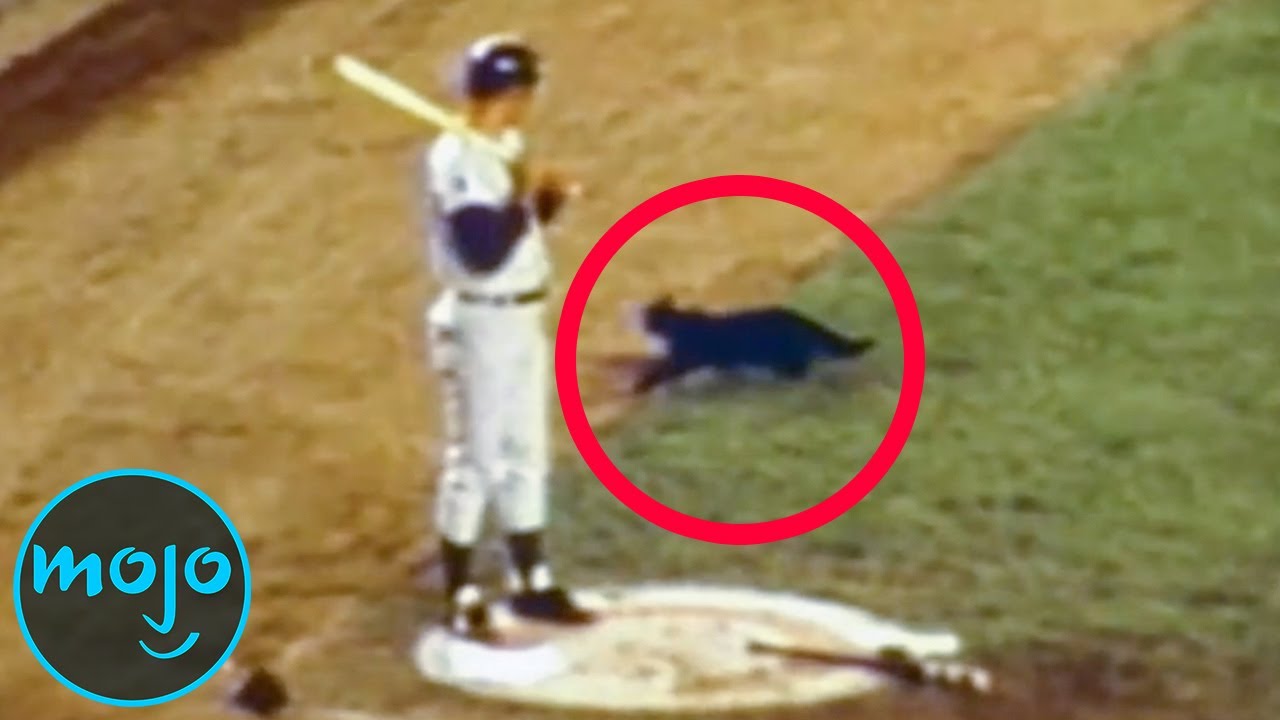 Top 10 Wildest Animal Incidents In Sports