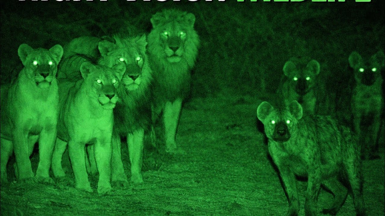 Lions on the hurnt-night vision camera 📷 
