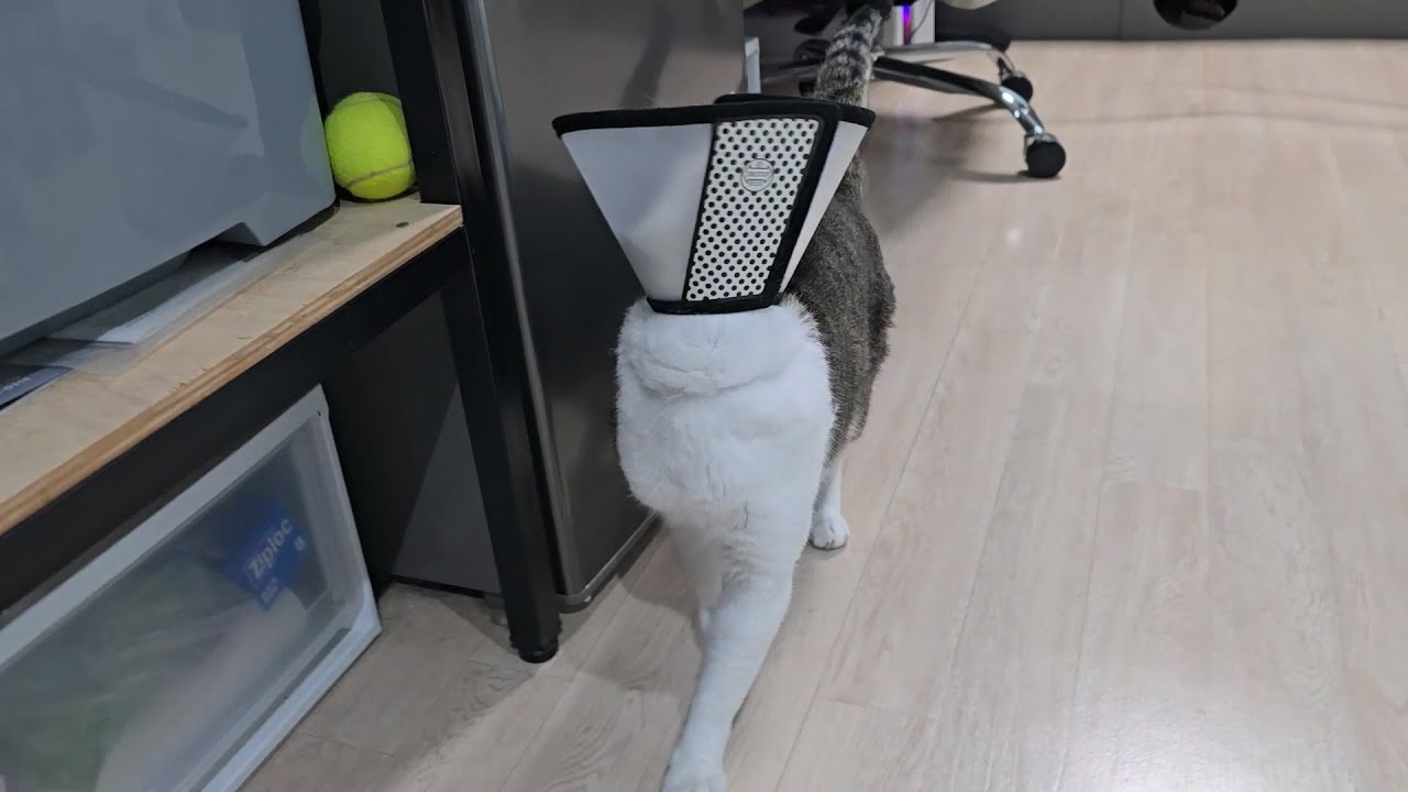 한 일주일 아팠다가 지금은 다 나음