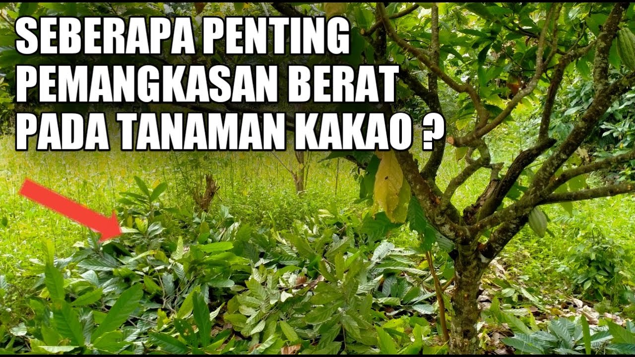 PETANI KAKAO WAJIB TAHU ILMU INI, WAKTU YANG TEPAT UNTUK PANGKAS BERAT TANAMAN KAKAO❗