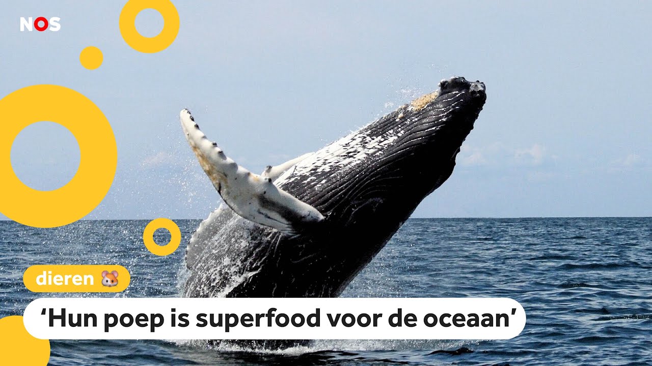 Nieuwe manier om te zien waar walvissen zwemmen