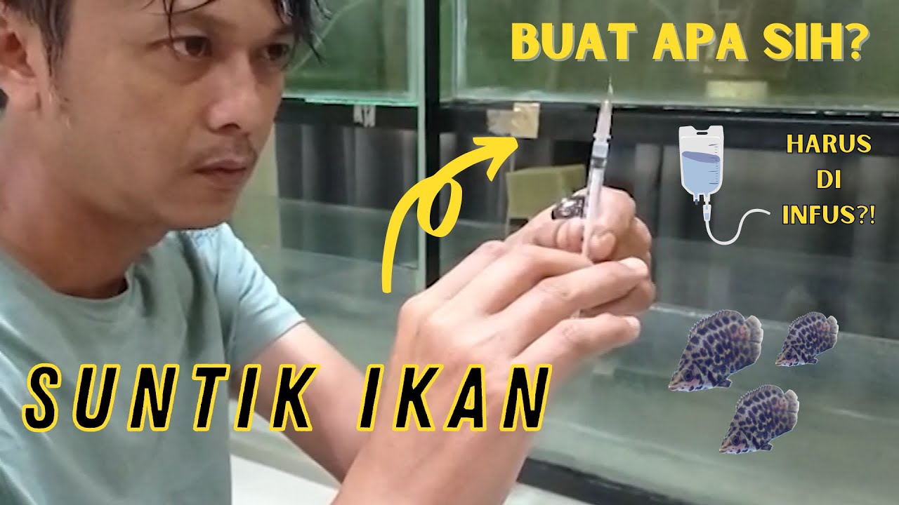 Suntik Ikan Daun Ctenopoma | Breed Leopard Bush Fish