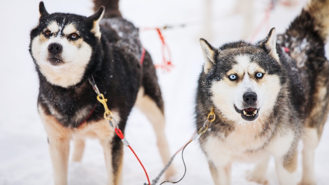 Spend a warm and furry winter as a dog handler at Baba Husky!