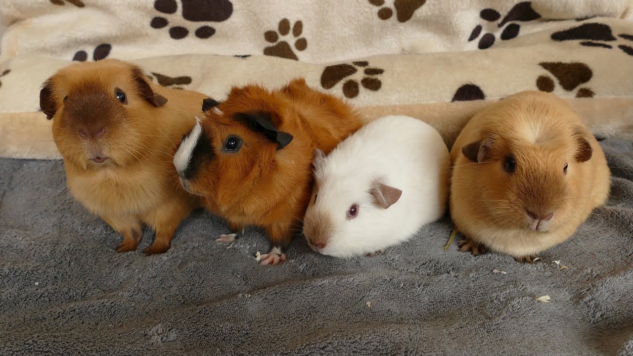 Ich stelle euch meine Meerschweinchen vor