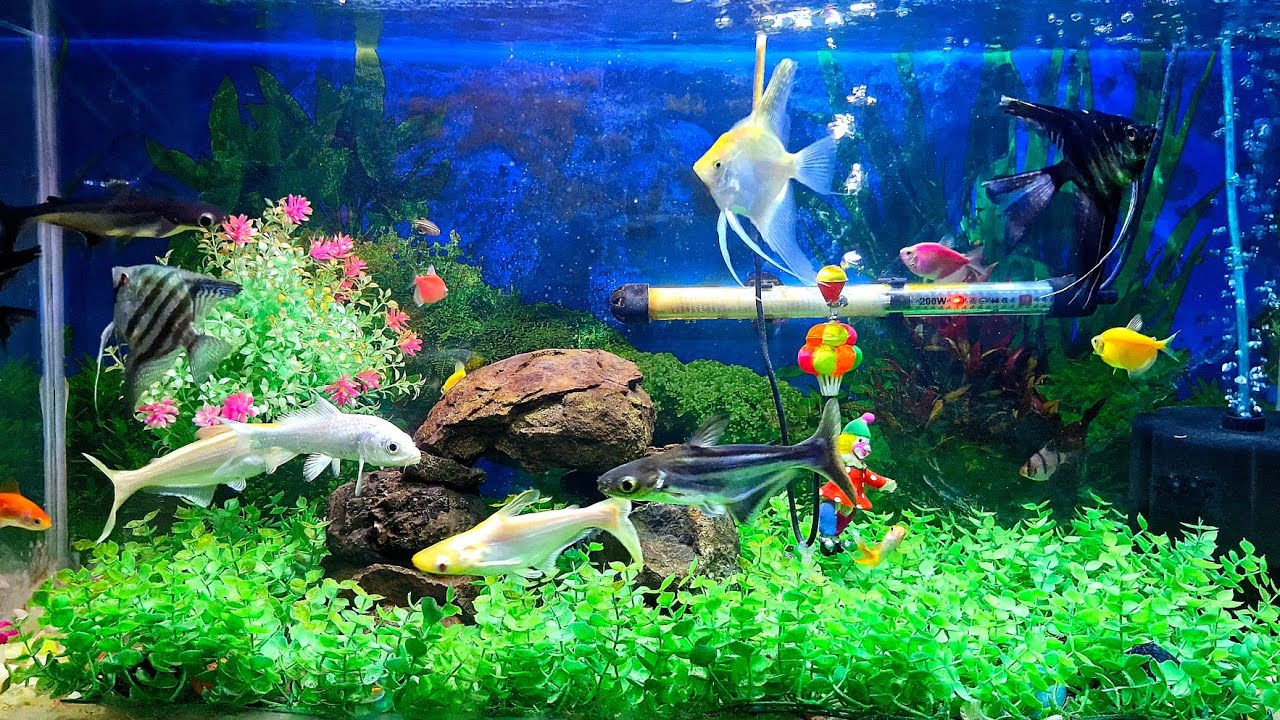 live beautiful fish aquarium