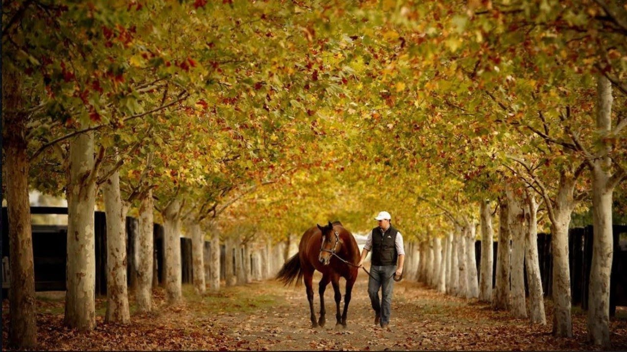 Arrowfield Stud fuelling future champions