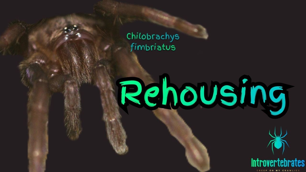 Rehousing My Chilobrachys fimbriatus