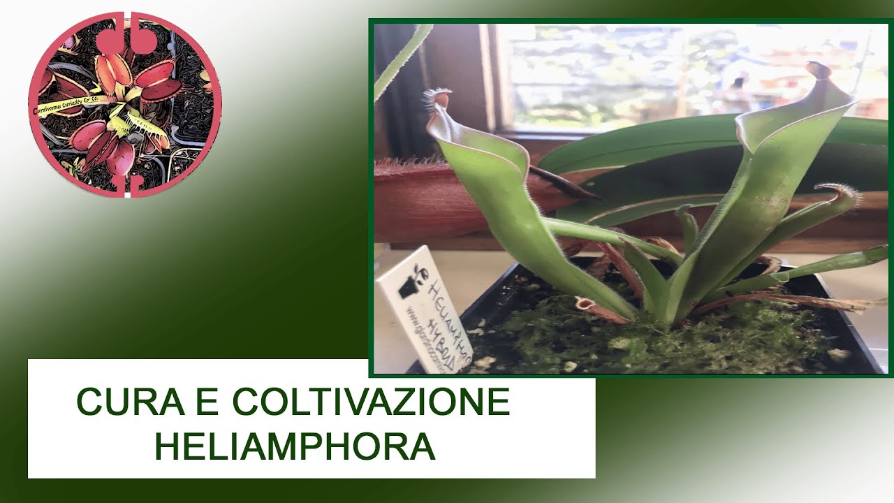 Coltivazione di Heliamphora, con ospite SPECIALE ! 💚