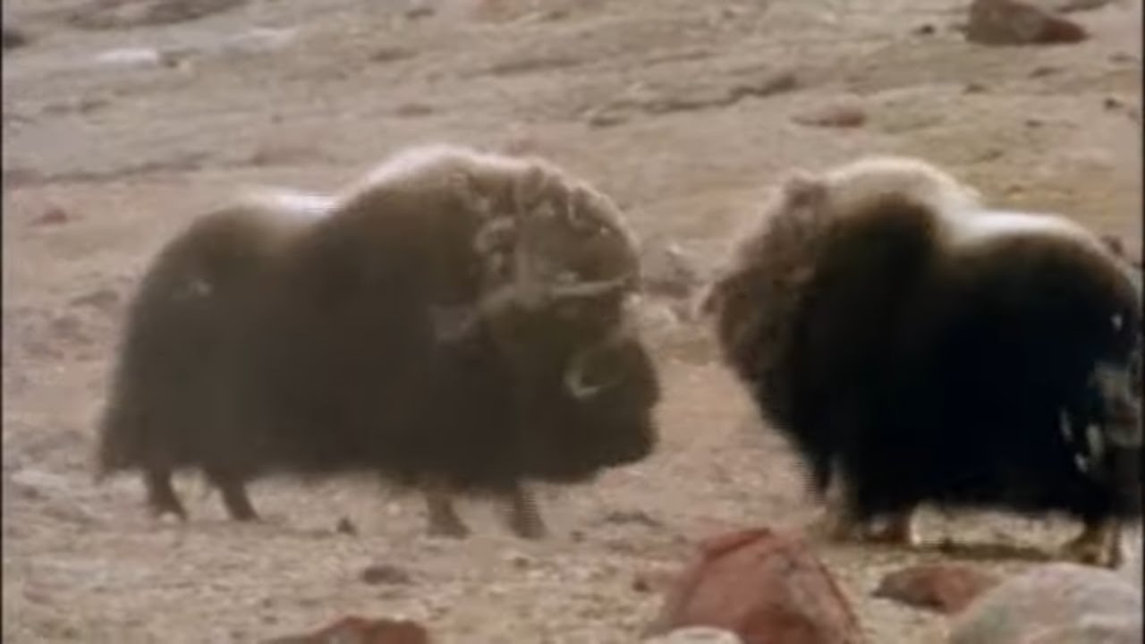 Terrible combat entre deux boeufs musqués