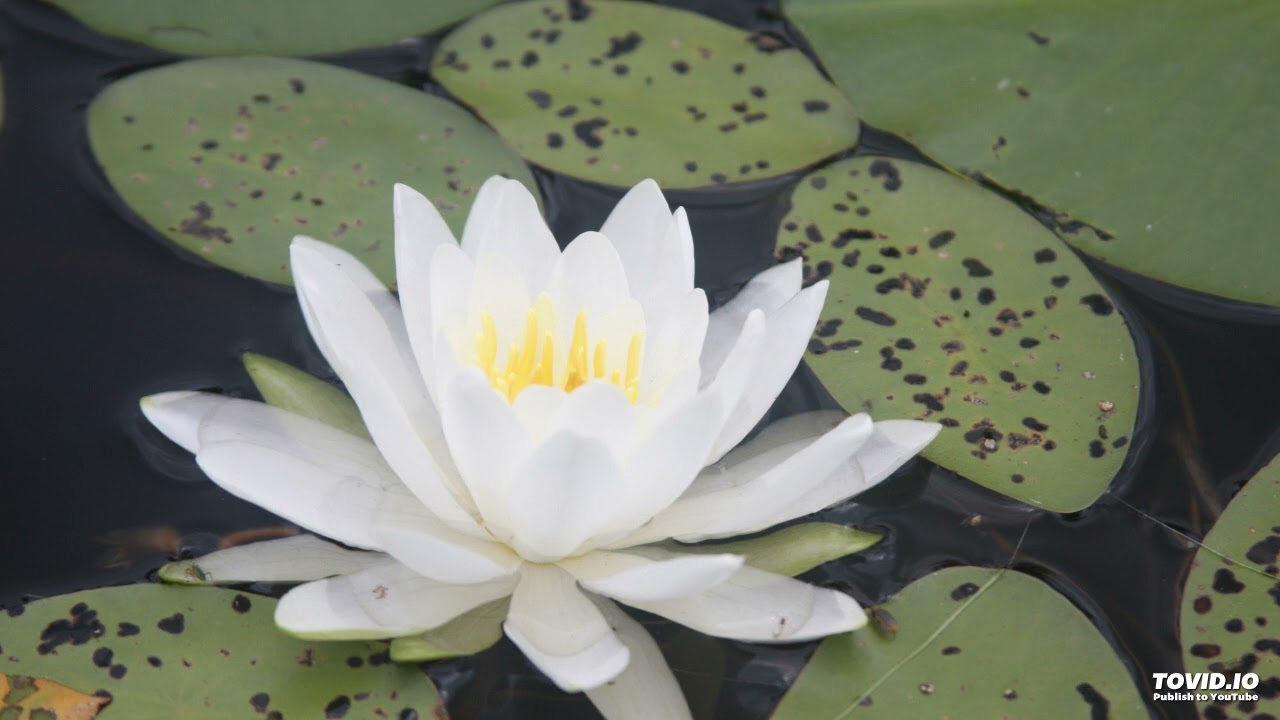 Turiya & Flow - Yoga Nidra for Neuroplasticity