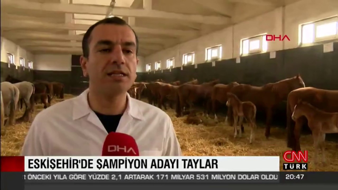 TİGEM'İN şampiyon adayı tayları