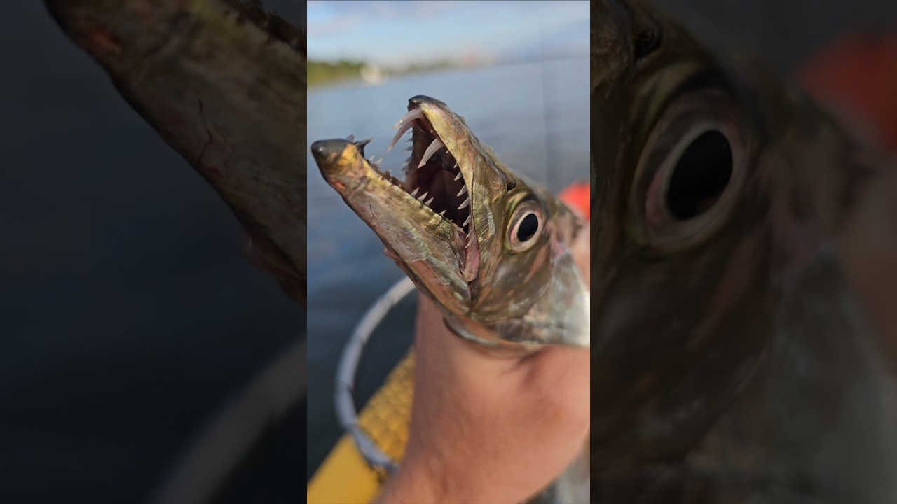 Catching and Cooking Largehead Hairtail aka Ribbonfish