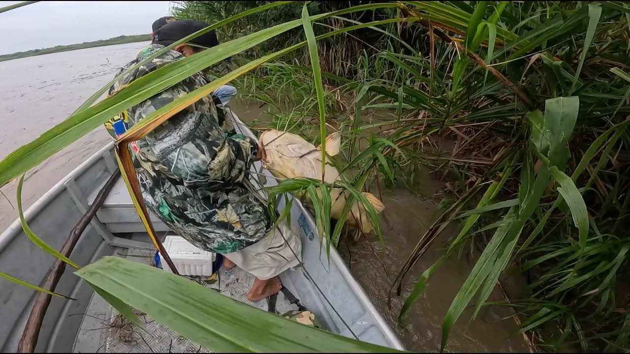 Tutorial para capturar peces  de más de 150 libras en Ríos de Colombia.