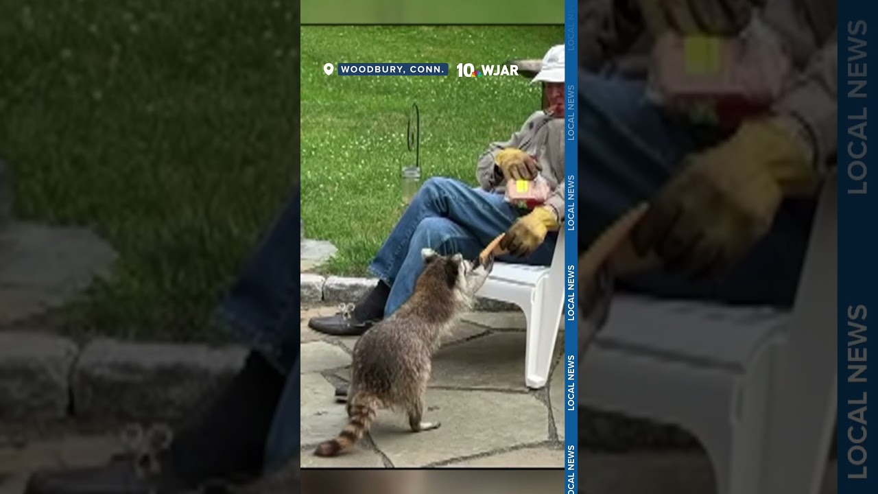 Connecticut man builds unbelievable bond with raccoon