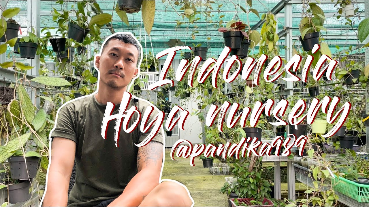 Indonesia hoya nursery tour - Pandika Hoya (warning in description below)