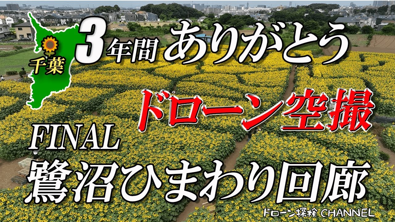 【千葉県】～鷺沼ひまわり回廊2023 FINAL～地元の方に愛された巨大迷路【ドローン探検CHANNEL】空撮,巨大迷路,絶景