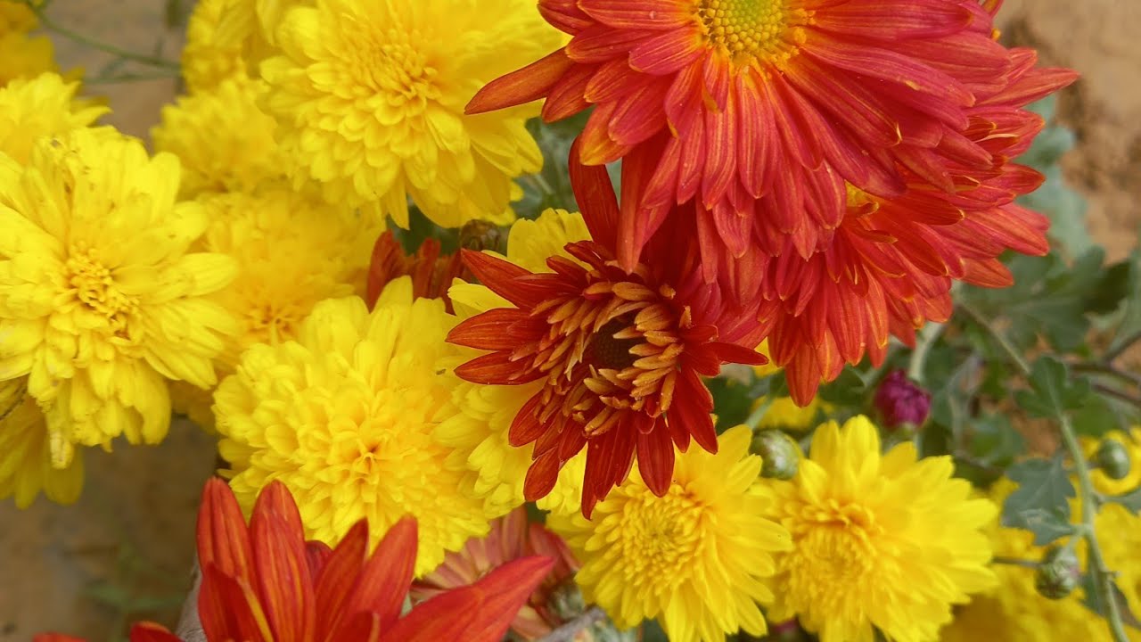 यो शितलहरले मेरो फुलहरु बाँकी रहन दिने भएन। #flowers 