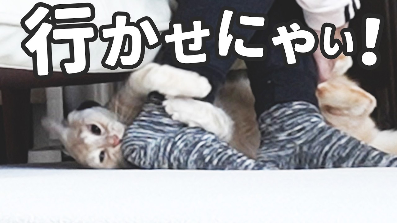 出かけると言ったら全力阻止された😼
