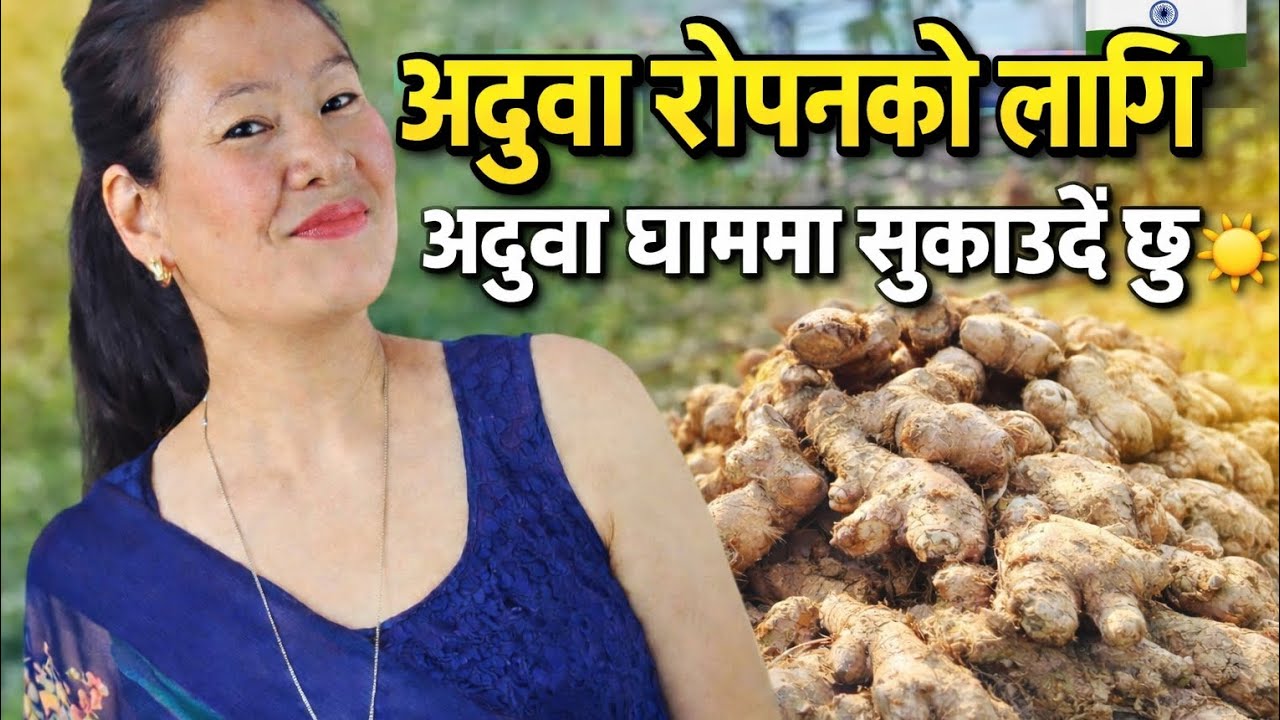अदुवा रोपन को लागि अदुवा घाममा सुकाउदै छु अदुवा घाममा सुकाउने सही तरिका 