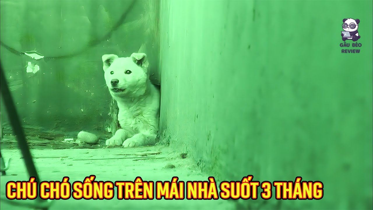 Chú chó sống trên mái nhà suốt ba tháng khiến cộng đồng ngỡ ngàng