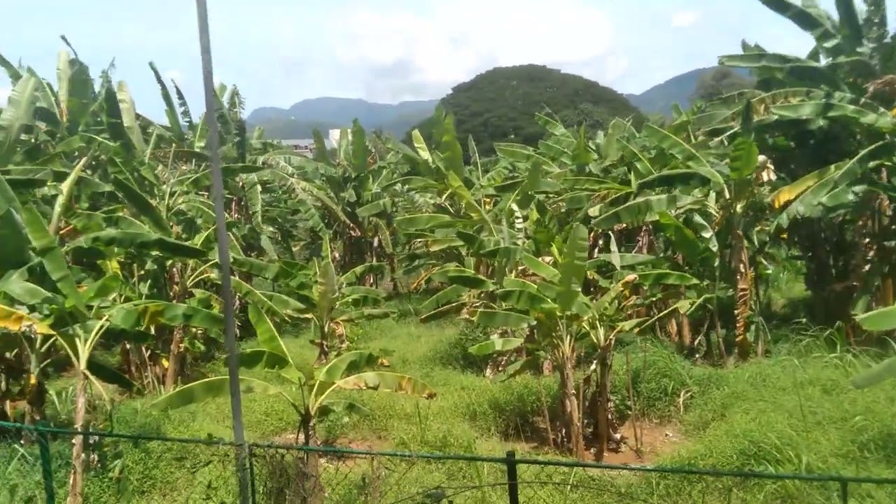 Genus Musa
