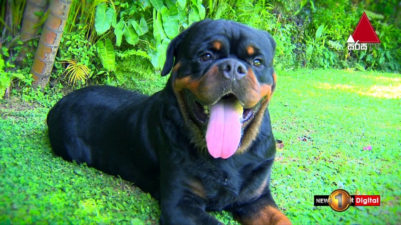 How to take care of a Rottweiler (Las Vegas ) | Kids 1st
