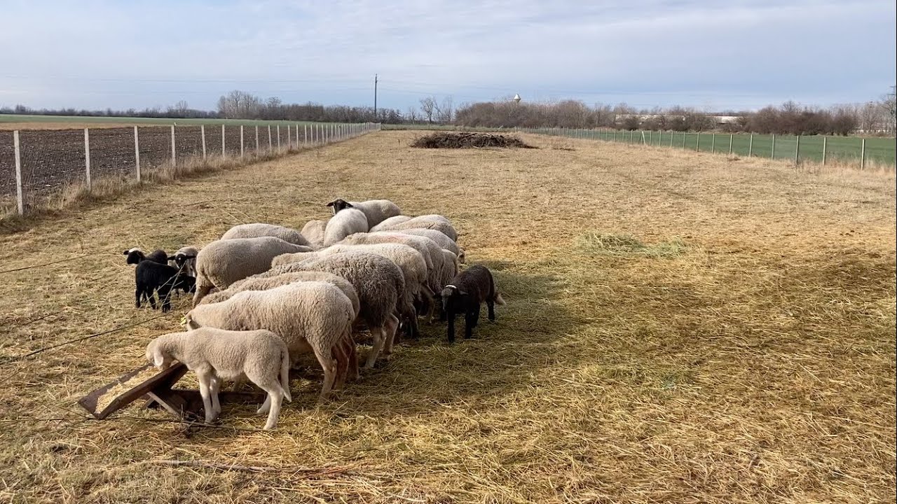Farmer Napló #13 - Február - pöcse van a tyúknak & tápot kapnak a bárányok