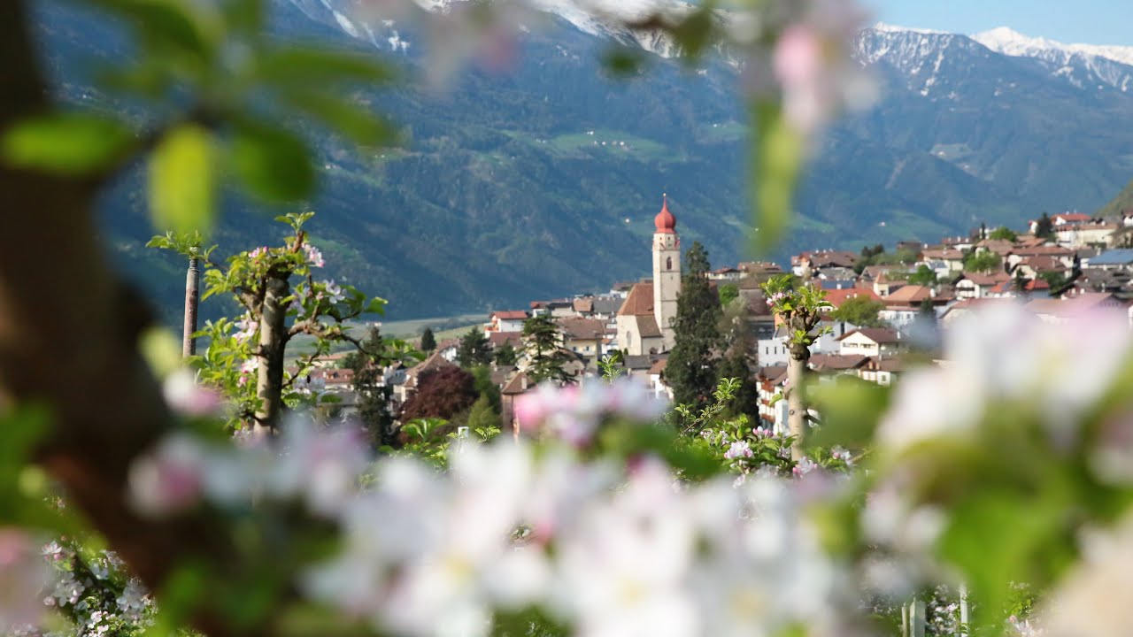 Apfelbl&uuml;te in Partschins | S&Uuml;DTIROL