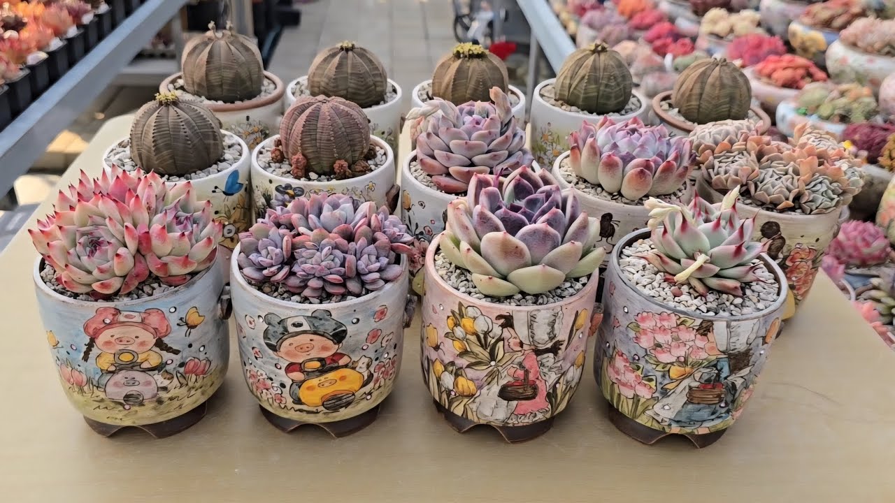 홍시 일자 컵분에 심긴 다육이~♡ #국민이 #오베사 #다육식물 #succulent #홍시분 #多肉植物 #たにくしょくぶつ #hongcipot #키핑장다육이