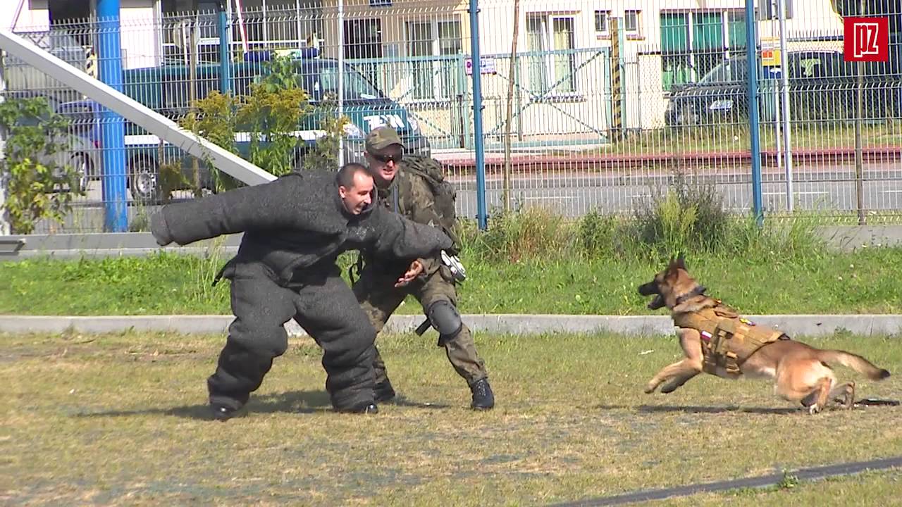 Psy na patrol