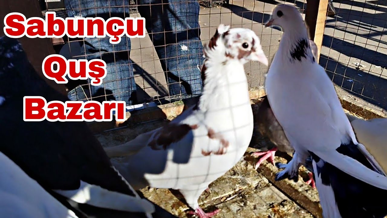 Sabunçu Quş Bazarı 15 Dekabr 2024