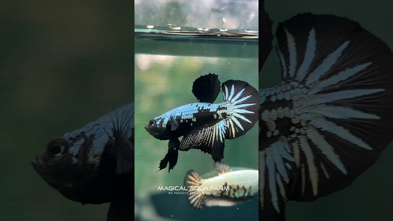 🖤⚡️🤍..BLACK MAMBA HMPK #bettashorts #viral #trendingvideo #likesubscribe #bettafish #bettalove