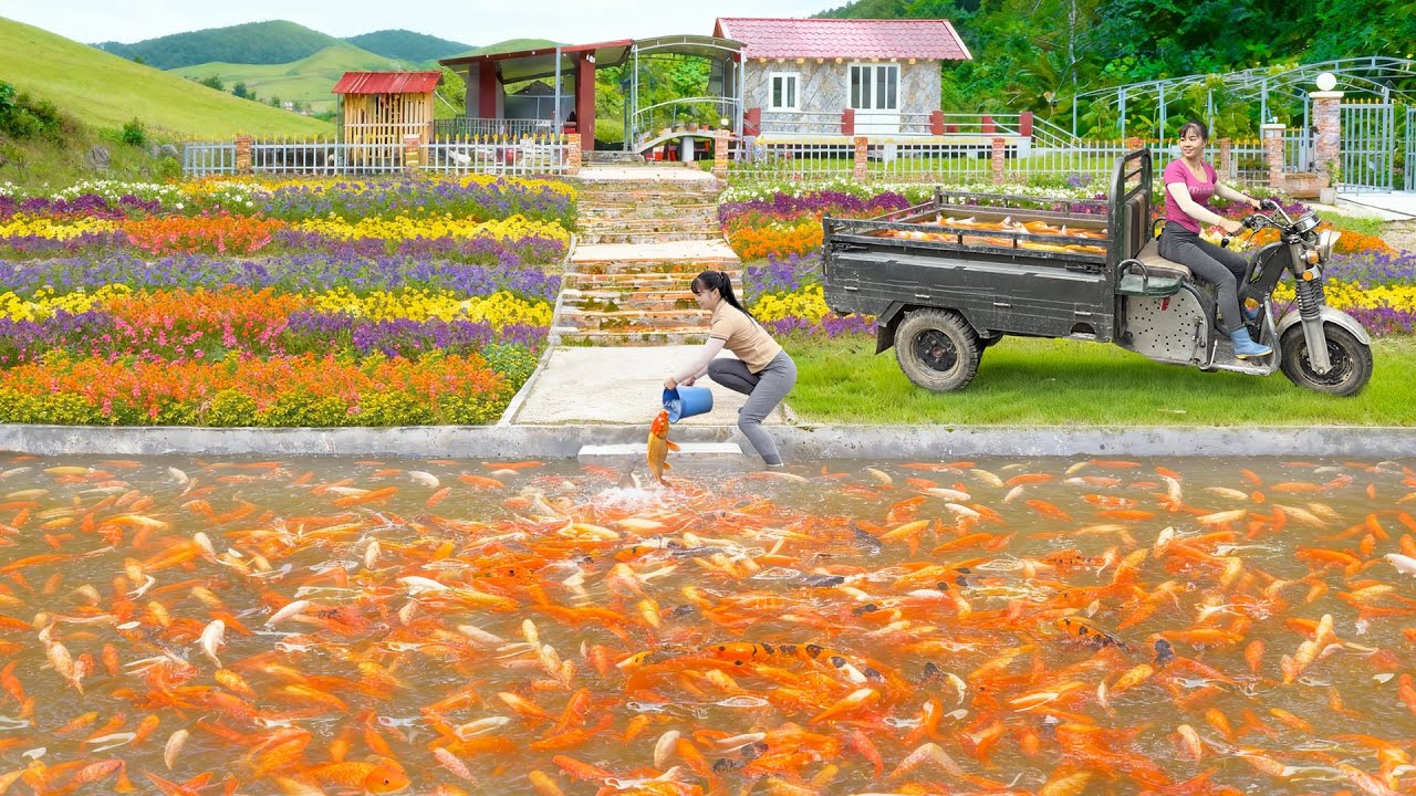 Harvest Fish From The Fish Pond, Use 3-Wheeled Truck Transport Many Fish Goes To Market Sell