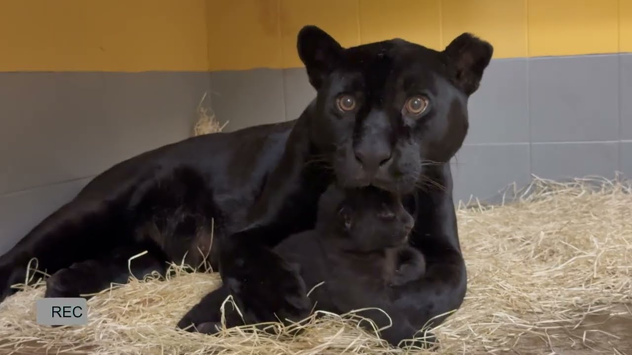 Nuevo nacimiento de jaguar en Loro Parque