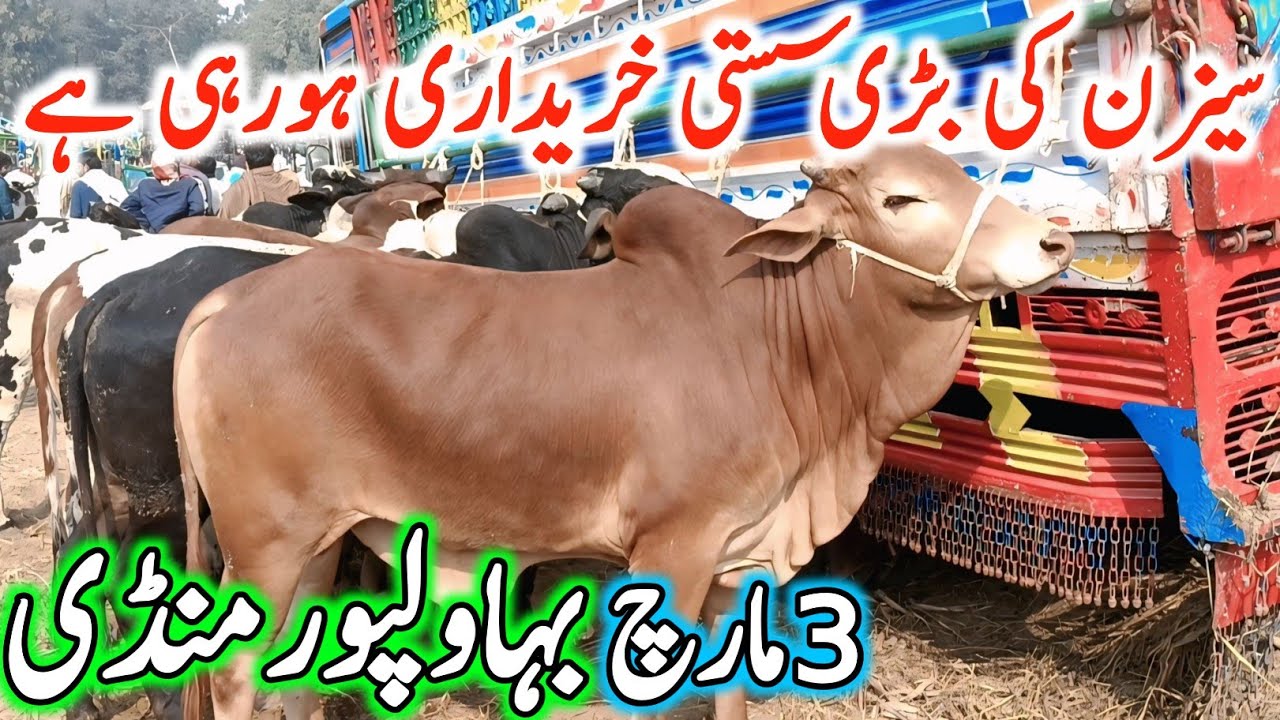 Today Bhawalpur Cow Mandi Fresh Latest Update | Cholistani Ablak Sahiwal Bachre | Cow Mandi 2025🔥