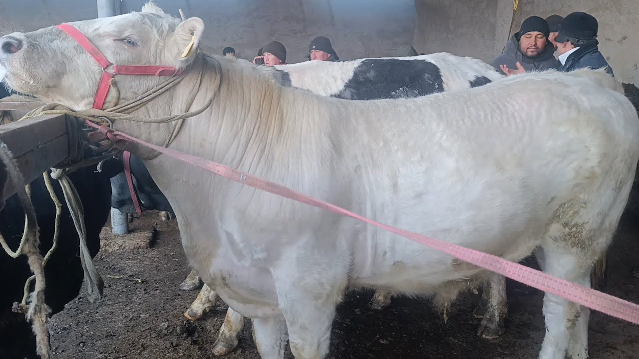 ПАЙШАНБЕ МОЛ БОЗОРИ ХАРИДОР ЙУ́К, БУГУН БОЗОР АРЗОН БУ́ЛДИ