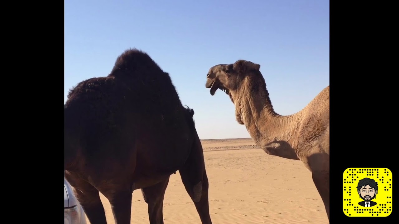 قصيدة بن بارك حمد بن سالم ال نوره البحيحي المري