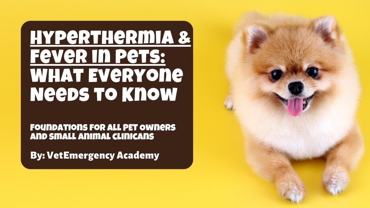 Hyperthermia & Fever in Pets: What Everyone Needs to Know