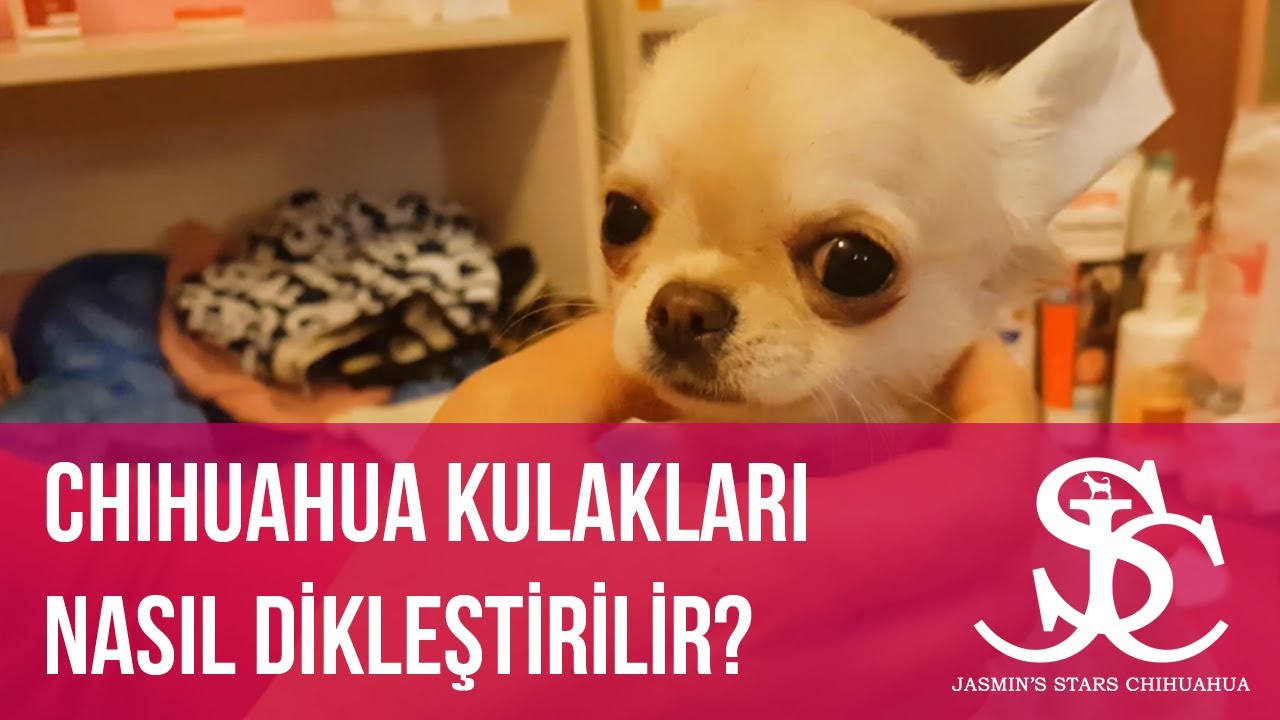 DÜŞÜK CHİHUAHUA KULAKLARI NASIL DİKLEŞTİRİLİR ? - JASMİN'S STARS CHİHUAHUA YASEMİN SESLİ 🐶🐕