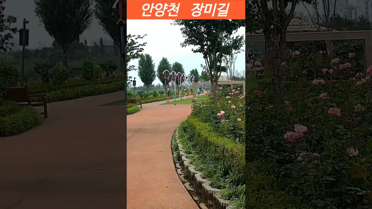 [#안양천 #장미길 #산책] 안양천 장미길에 장미들이 많이 져버렸네..