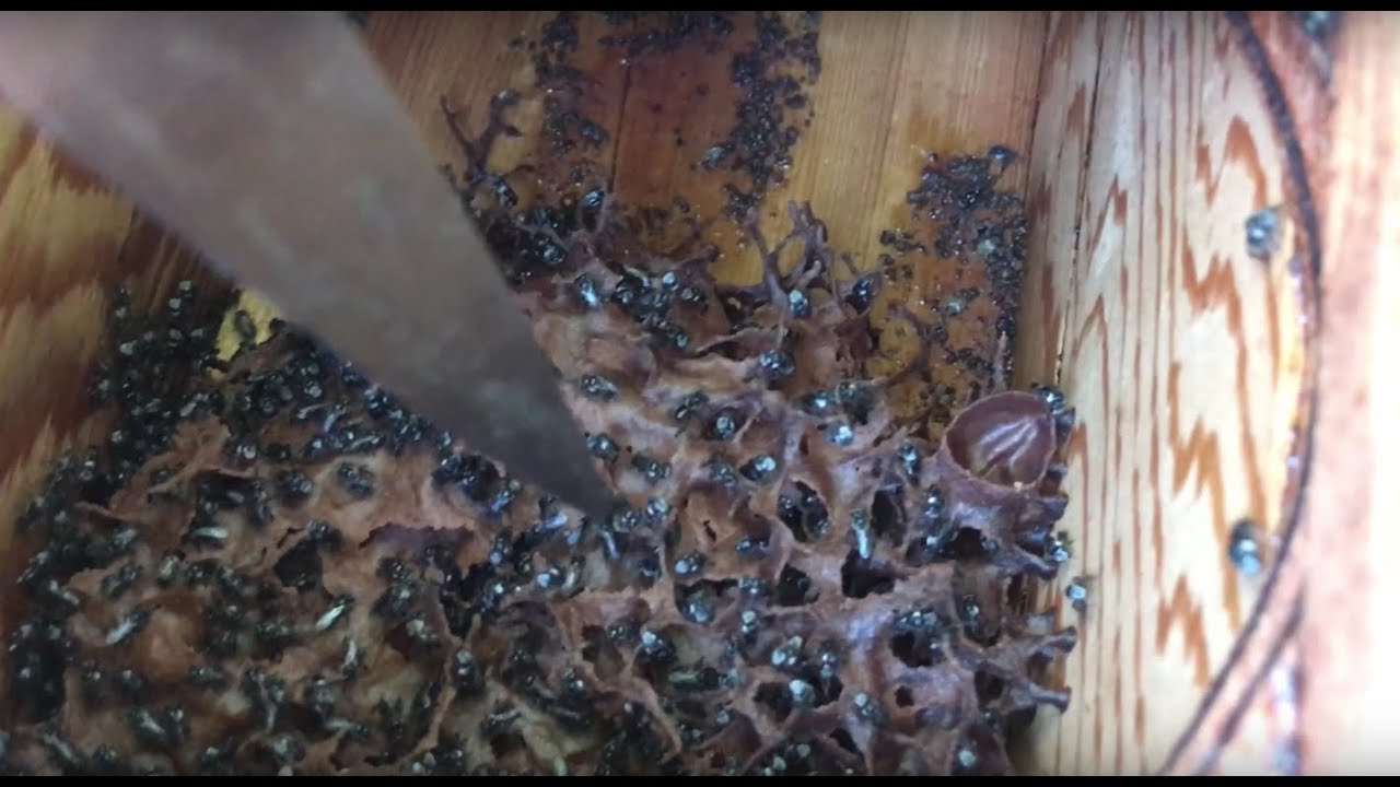 How to tell if you have a queen bee 🐝