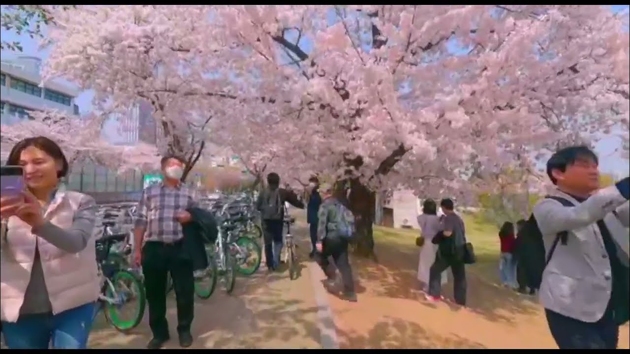 Cherry Blossoms Experience in South Korea 2024