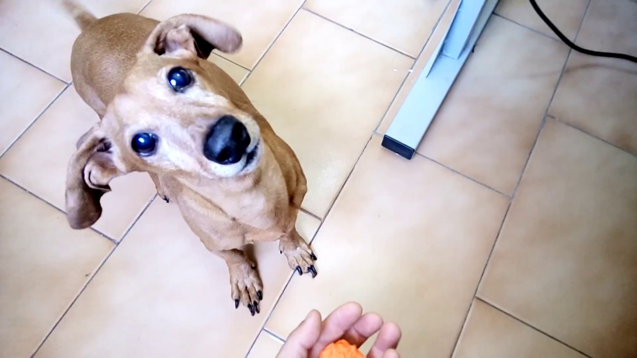 JUNIOR - Pegando a bolinha, cheio de energia - Cachorro Vegano - 08-03-2018