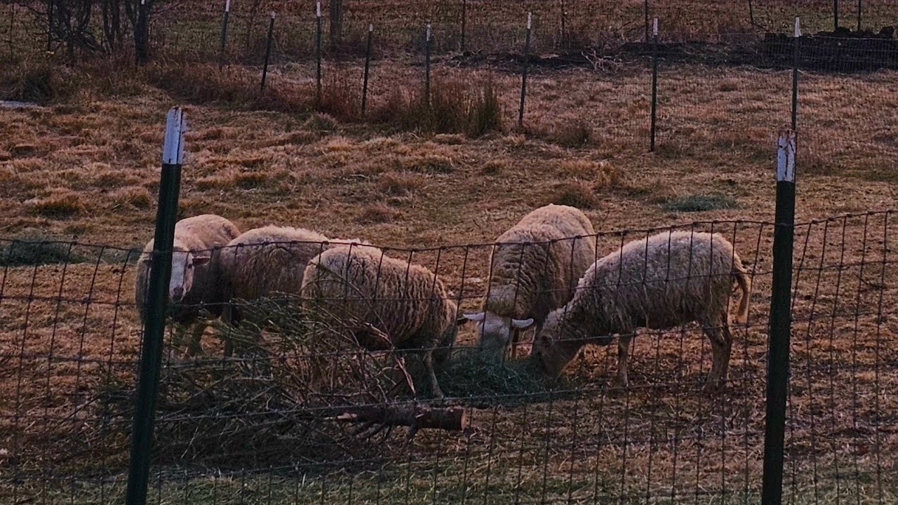 We're Dyeing Yarn, Taming Rams & Officially on Lamb Watch