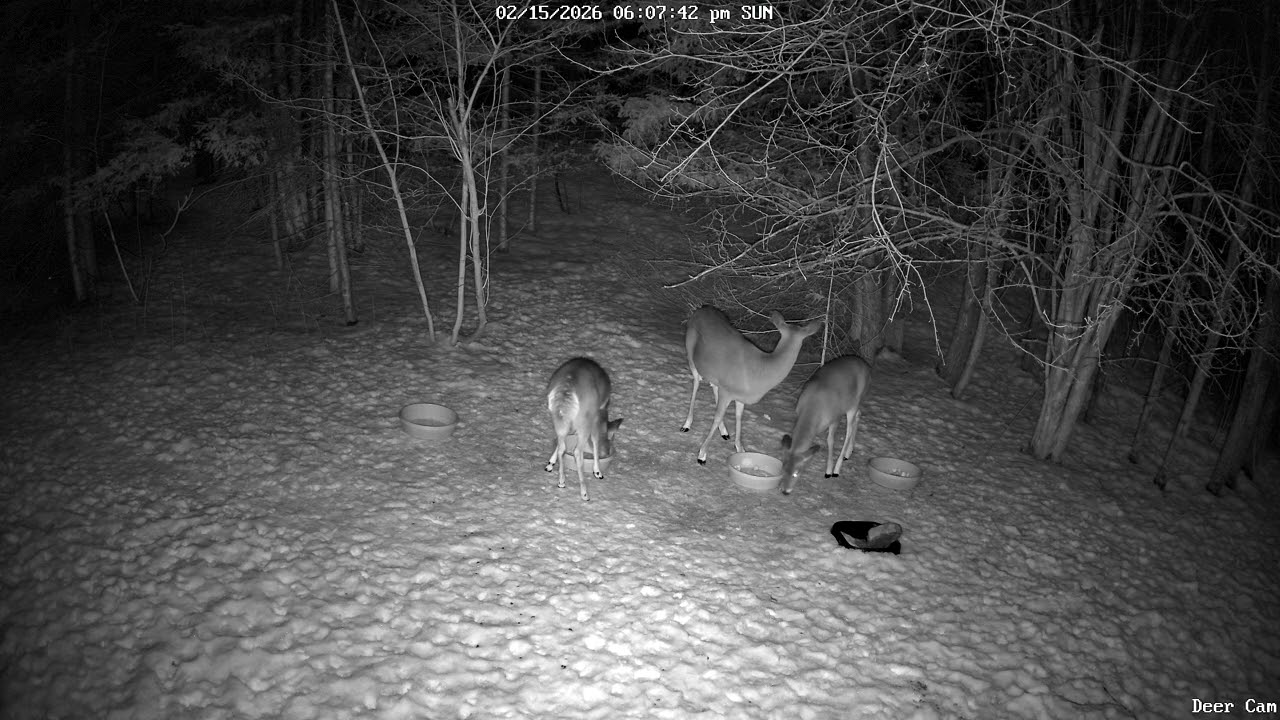 Deer 2-15-2026 5:57 PM