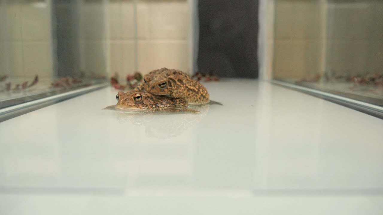 Critically Endangered Houston Toad Lays Eggs